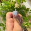 Turtle Rings
